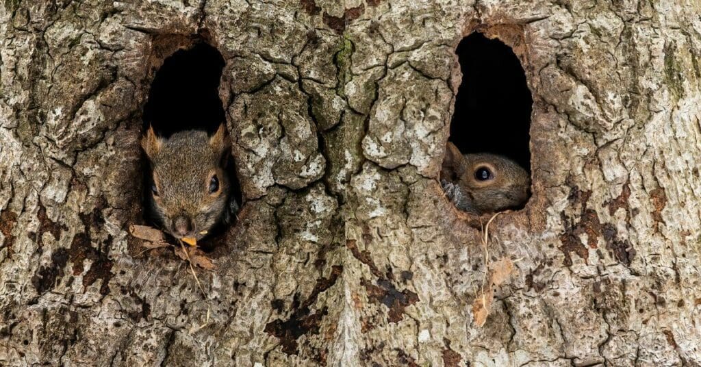 tree cavity - squirrel sleeping in squirrel den
