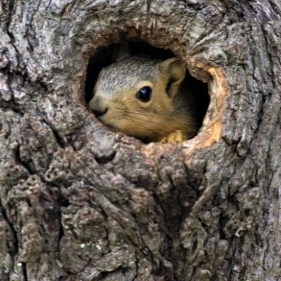 tree cavity - baby squirrel looking out of tree nest