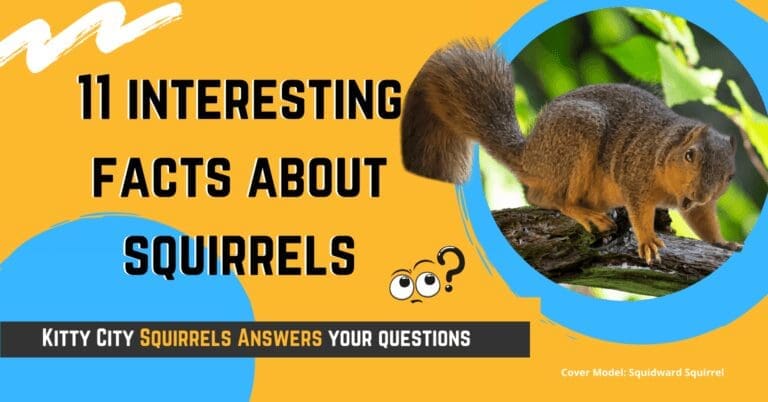 11 Nutty and Interesting Facts About Squirrels