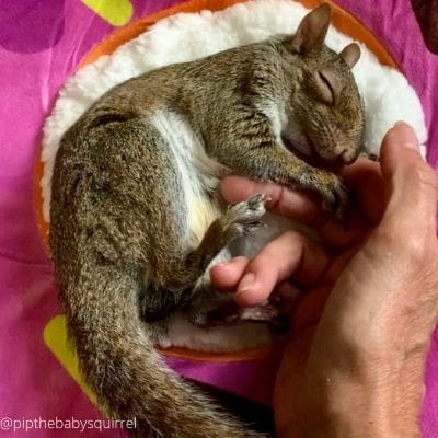 Adult squirrel-Pip
