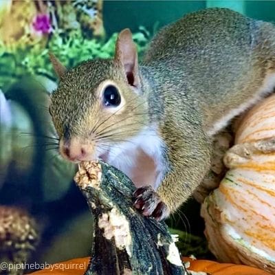 squirrel rehabber-Ricky