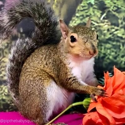 squirrel rehabber-Grace