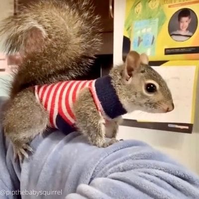 baby squirrel-Elfie