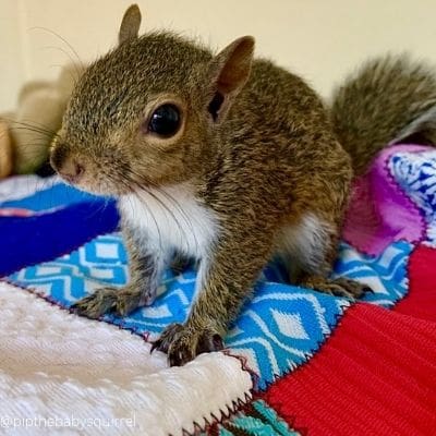 squirrel rehabber-Winslow