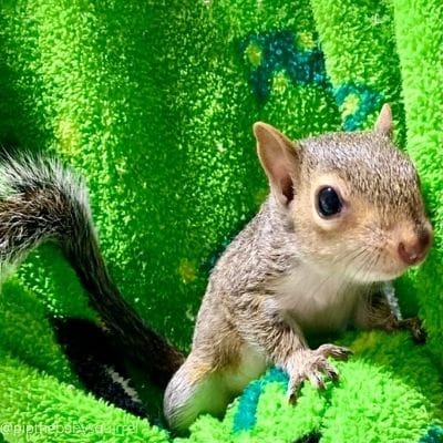 life expectancy of a squirrel - baby eastern grey squirrel