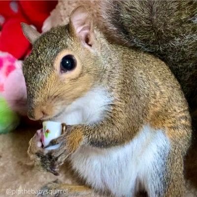 squirrel rehabber-Grace