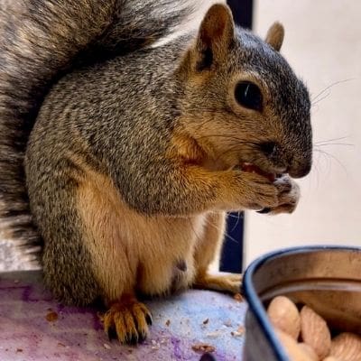 squirrel photos - Bob