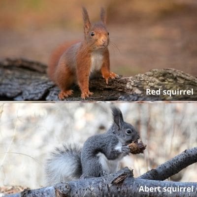 photo of Red Squirrel and Abert Squirrel