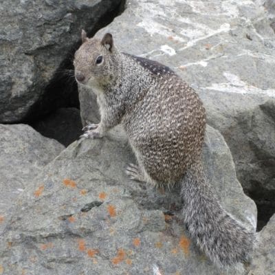 photo of Rock squirrel