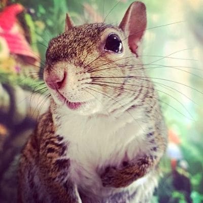 squirrel rehabber-Pip
