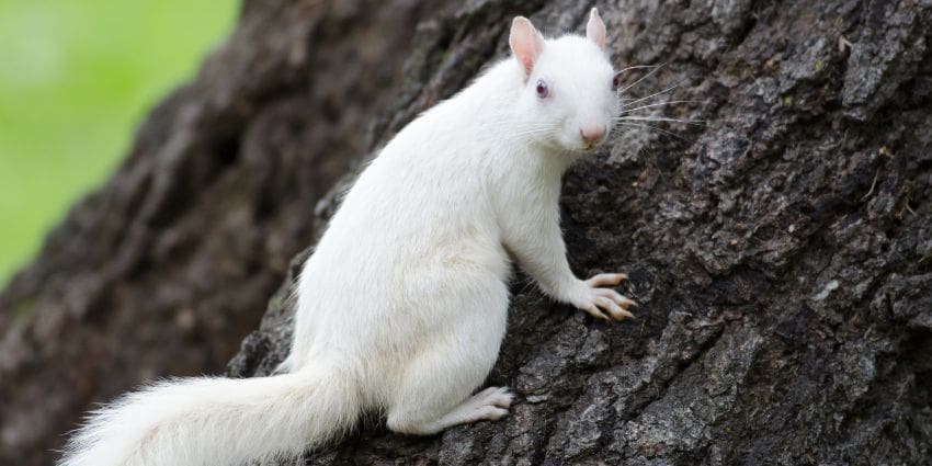 albino squirrel facts - albino squirrel climbing tree trunk
