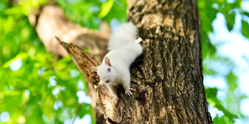 albino squirrel facts - albino squirrel descending tree trunk