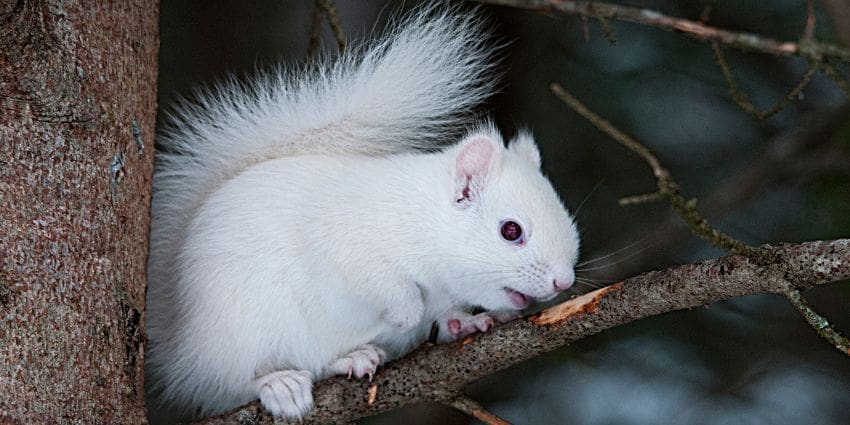 albino squirrel facts - albino squirrel sitting on tree branch