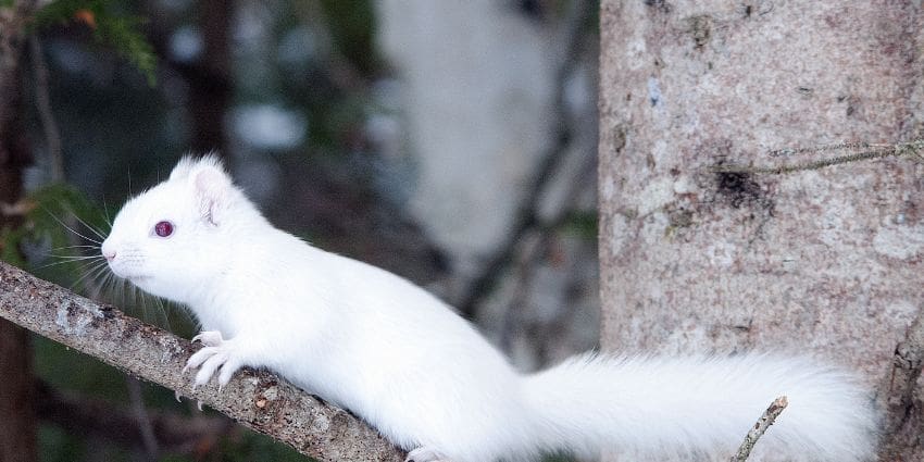 albino squirrel facts - baby albino squirrel sitting on tree branch