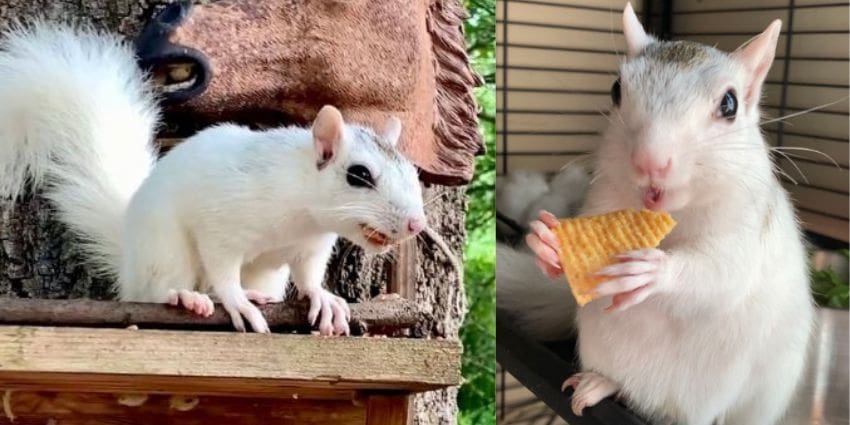 albino squirrel facts - white squirrels