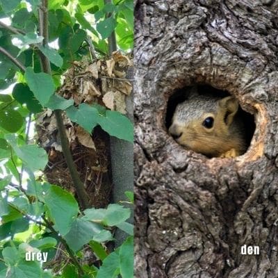 where do squirrels go in the winter - photo of den and drey