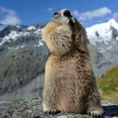 alpine marmot