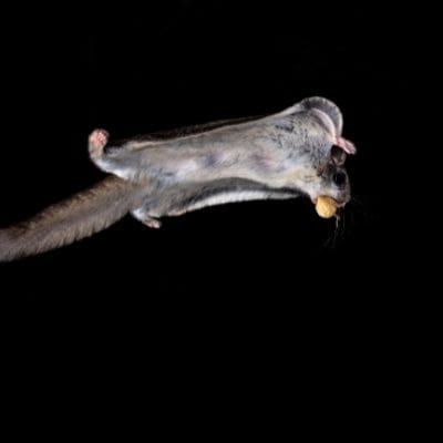 interesting facts about squirrels - flying squirrel