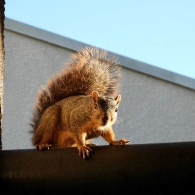 squirrel photos - Mr. otis