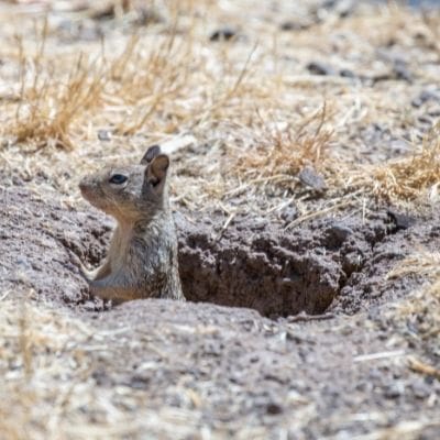 where do squirrels go in the winter - squirrel burrow