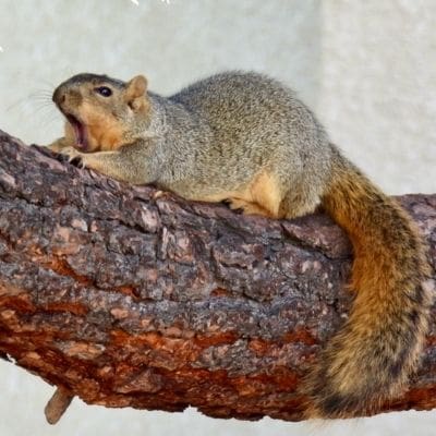squirrel photos - squirrel yawning on tree branch