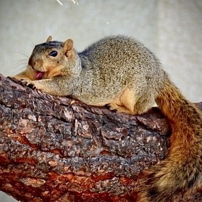 squirrel photos - squirrel yawning while stretched out on tree limb