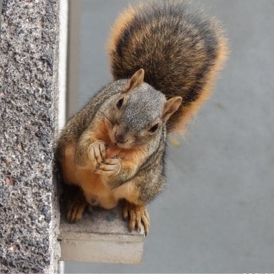 squirrel photos - squirrel eating an almond on building ledge