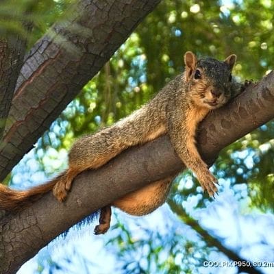 squirrel photos - squirrel relaxing on tree limb