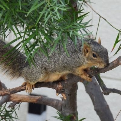 squirrel photos - squirrel laying on tree limb