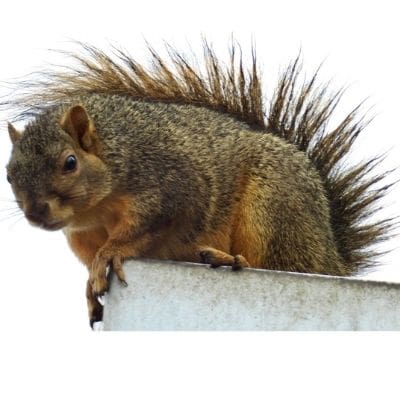 squirrel photos - squirrel sitting on a roof after a rain storm and tail looks like a mohawk