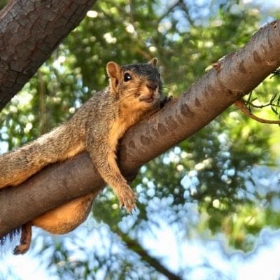 squirrel photos - napping squirrel