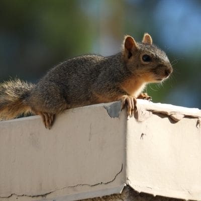 squirrel photos - squirrel on rooftop