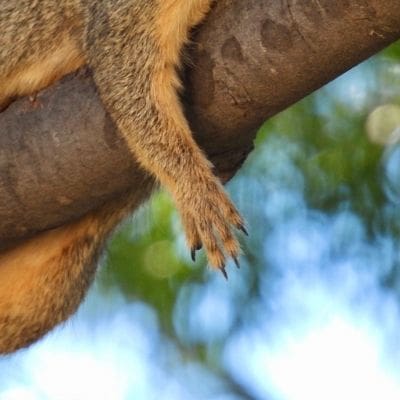 squirrel photos - paws and claws