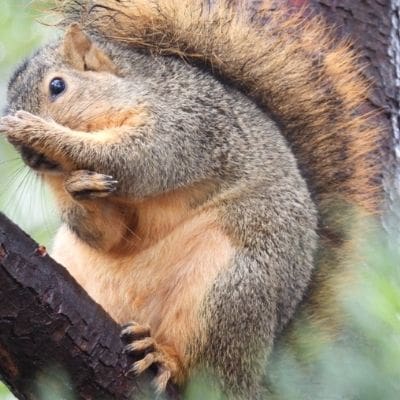 squirrel photos - squirrel grooming itself while sitting on a tree limb