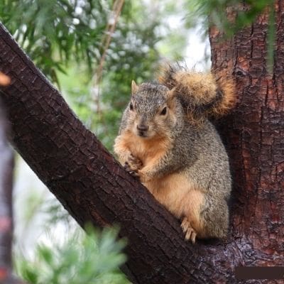 squirrel photos - squirrel taking cover from the rain on a tree limb