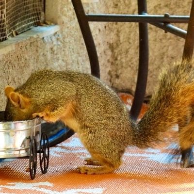squirrel photos - new squirrel baby named Tater Tot 