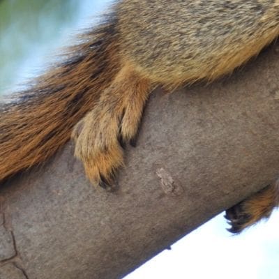 squirrel photos - squirrel claws wrapped around tree trunk
