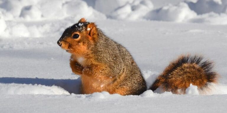 Where Do Squirrels Go In the Winter? The Cold Truth Revealed