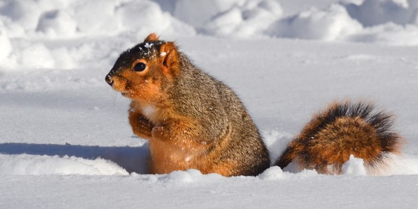 where do squirrels go in the winter - fox squirrel in snow