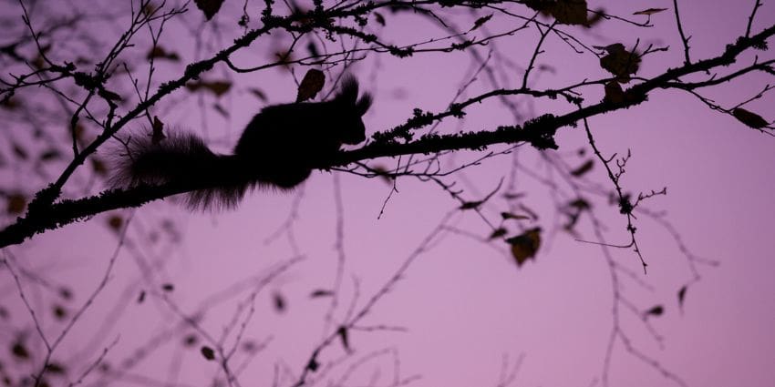 where do squirrels sleep - squirrel on branch at twilight hour