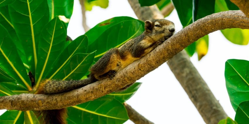 where do squirrels sleep - squirrel sleeping on branch