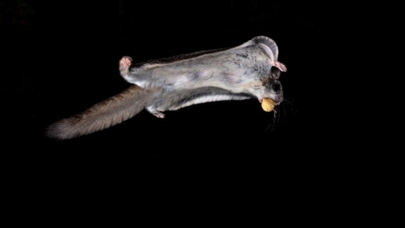Flying Squirrel vs Sugar Glider - flying squirrel with nut in mouth