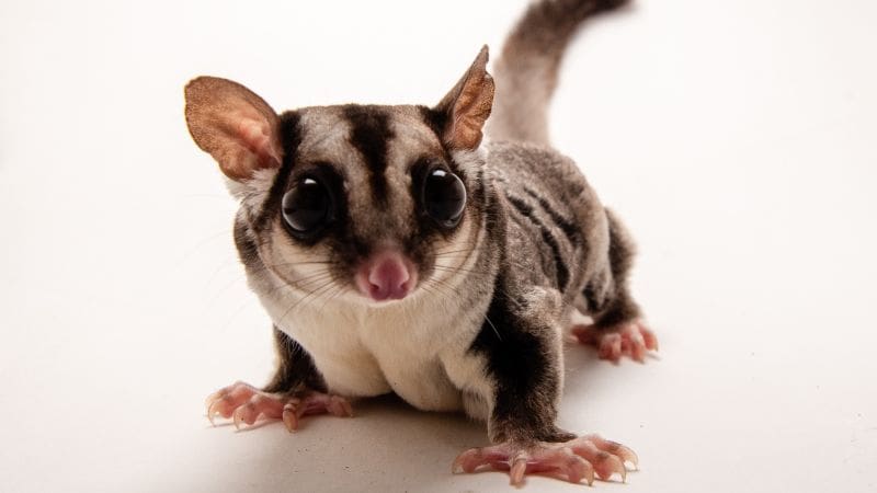 Flying Squirrel vs Sugar Glider: Guide to the Differences