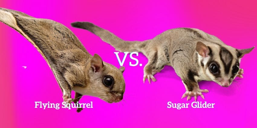 Flying squirrel vs sugar glider 