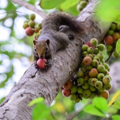 keep squirrels away fruit trees - squirrel on crabtree