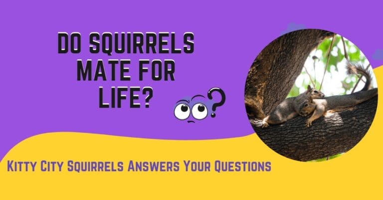Do Squirrels Mate For Life?  Find Out Right Now