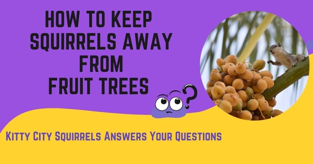 keep squirrels away fruit trees