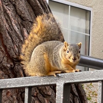 squirrel photos - squirrel perched on railing