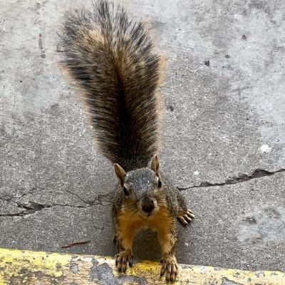 squirrel photos - squirrel standing on concrete step
