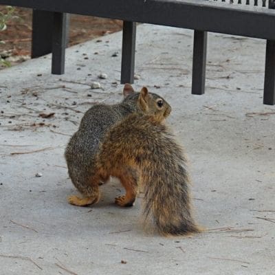 squirrel photos - Miss rio and tail